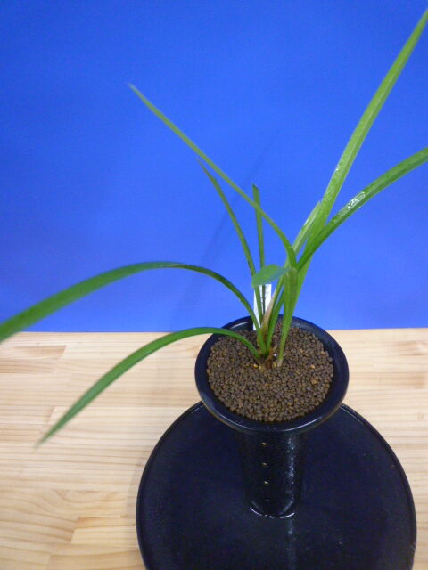 旭天(きょくてん) 濃紅 高知県払越産