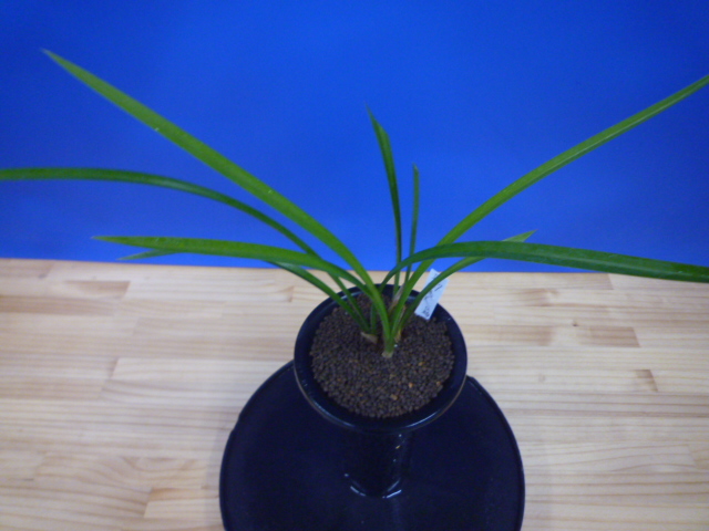 旭天(きょくてん) 濃紅 高知県払越産