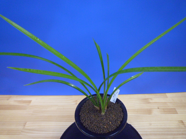 旭天(きょくてん) 濃紅 高知県払越産