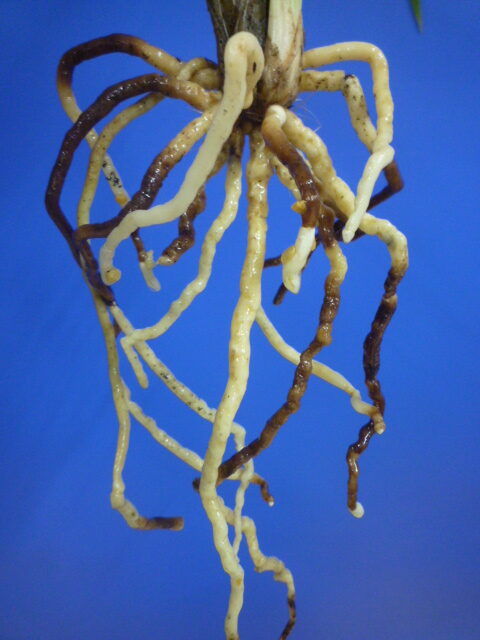 無名 更紗大輪 宮崎県産