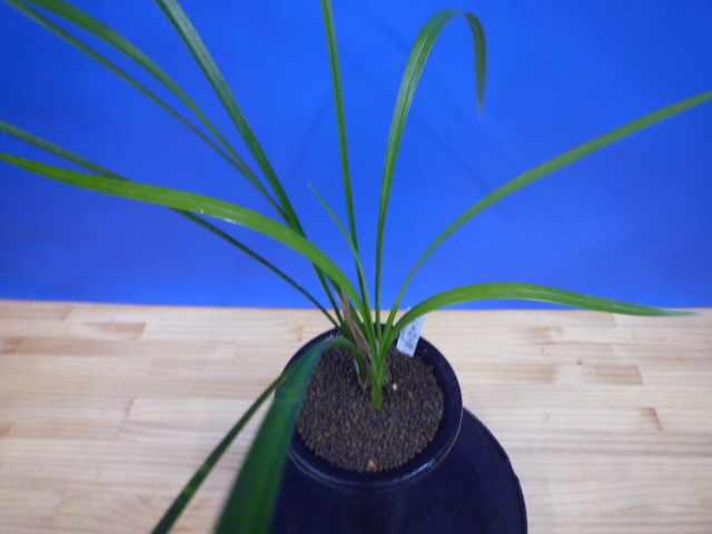 無名 更紗大輪 宮崎県産