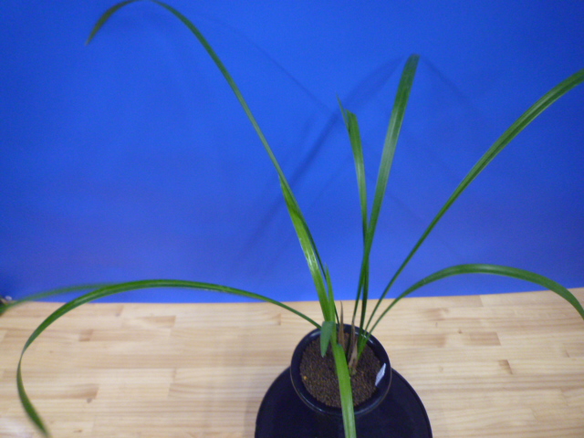 無名 更紗大輪 宮崎県産