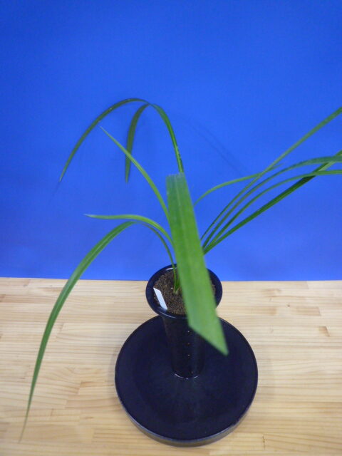 無名 更紗大輪 宮崎県産