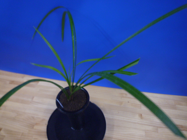 無名 更紗大輪 宮崎県産