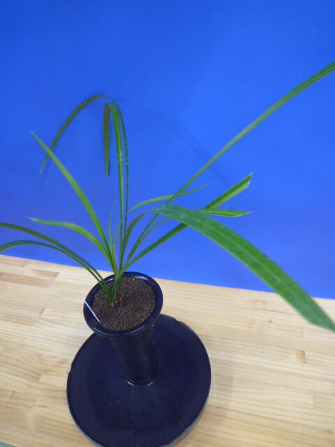 無名 更紗大輪 宮崎県産