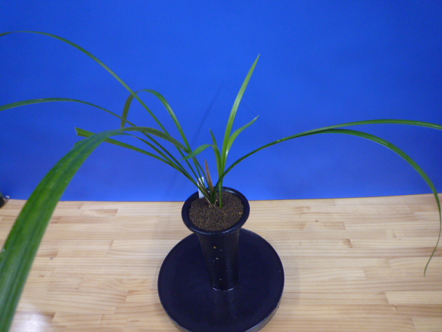 無名 更紗大輪 宮崎県産