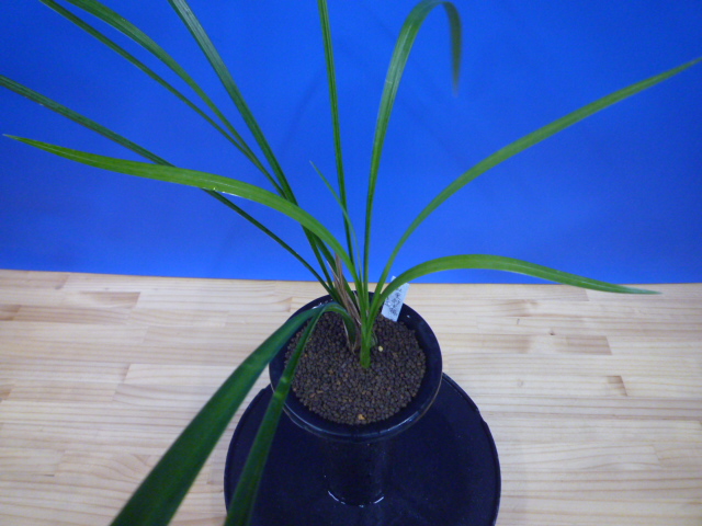 無名 更紗大輪 宮崎県産