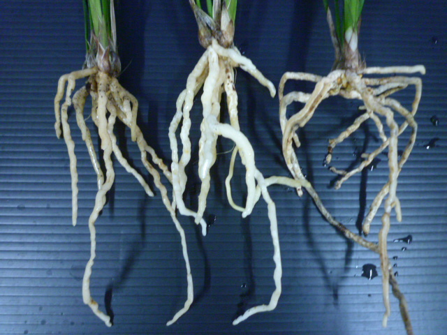 交配種 未開花お楽しみ3鉢セット