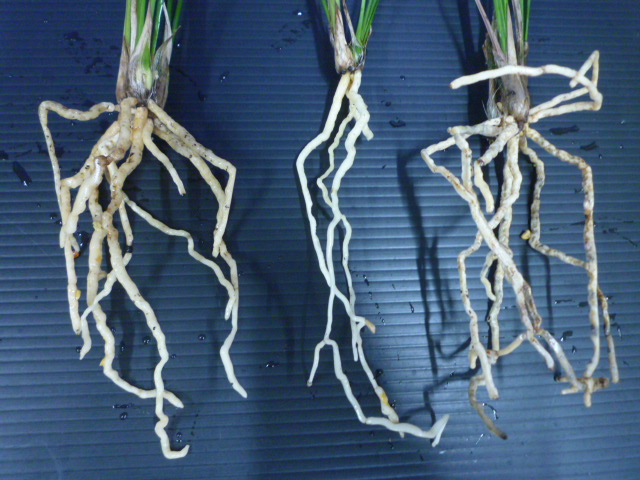 交配種 未開花お楽しみ3鉢セット