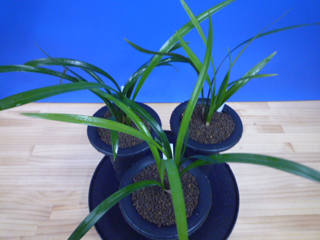 交配種 未開花お楽しみ3鉢セット