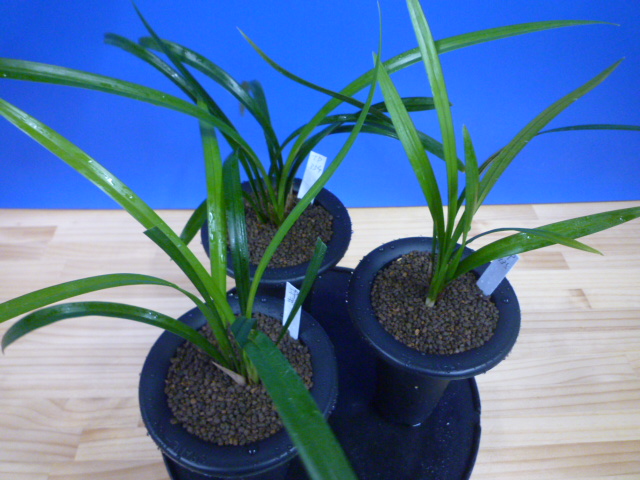 交配種 未開花お楽しみ3鉢セット