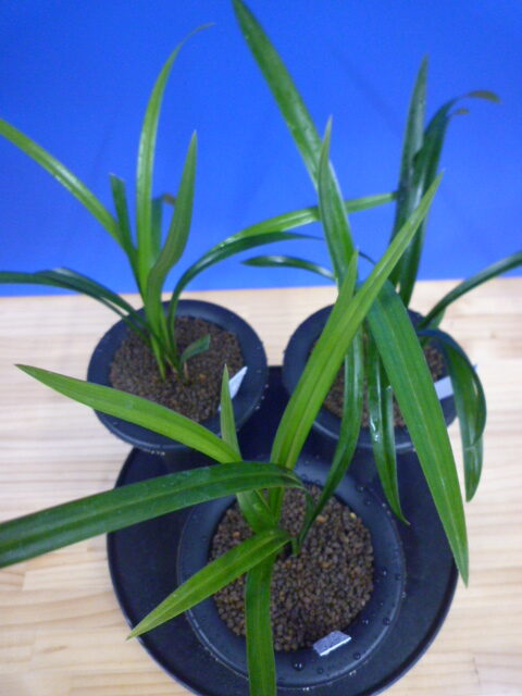 交配種 未開花お楽しみ3鉢セット