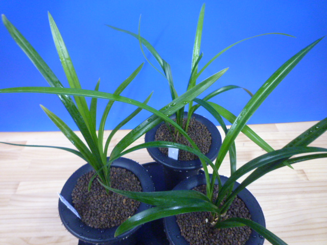 交配種 未開花お楽しみ3鉢セット