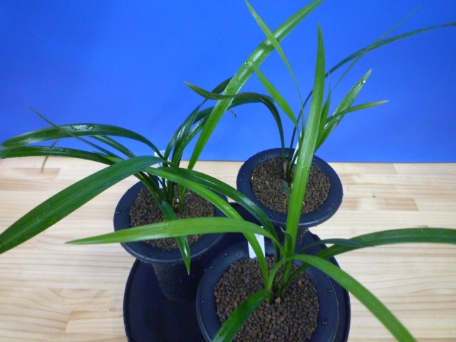 交配種 未開花お楽しみ3鉢セット