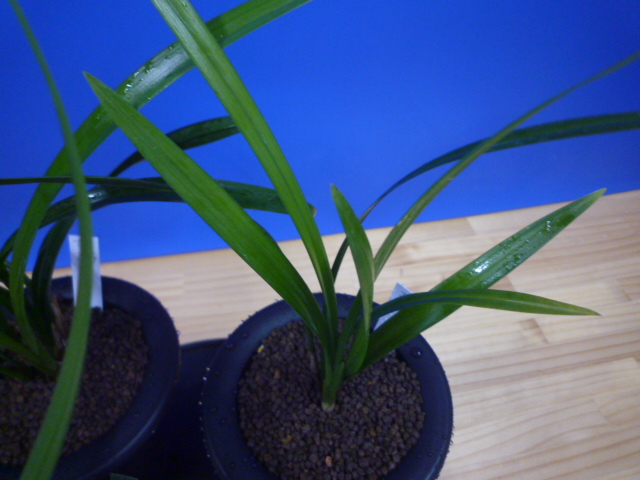 交配種 未開花お楽しみ3鉢セット