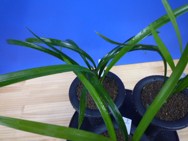 交配種 未開花お楽しみ3鉢セット