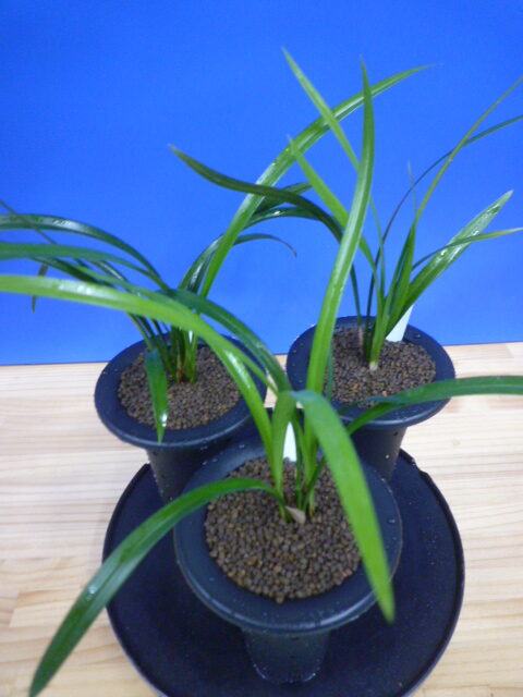 交配種 未開花お楽しみ3鉢セット