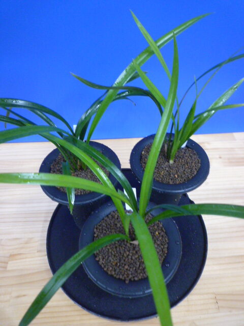 交配種 未開花お楽しみ3鉢セット