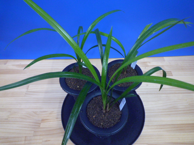 交配種 未開花お楽しみ3鉢セット