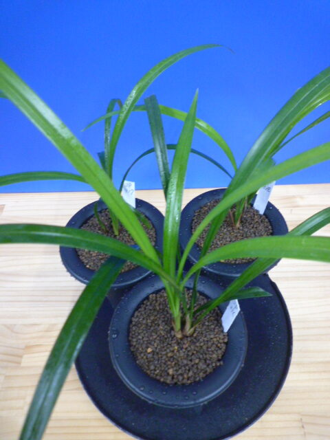 交配種 未開花お楽しみ3鉢セット