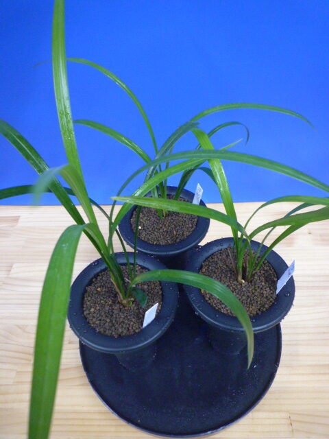 交配種 未開花お楽しみ3鉢セット