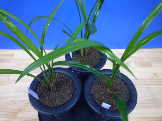 交配種 未開花お楽しみ3鉢セット