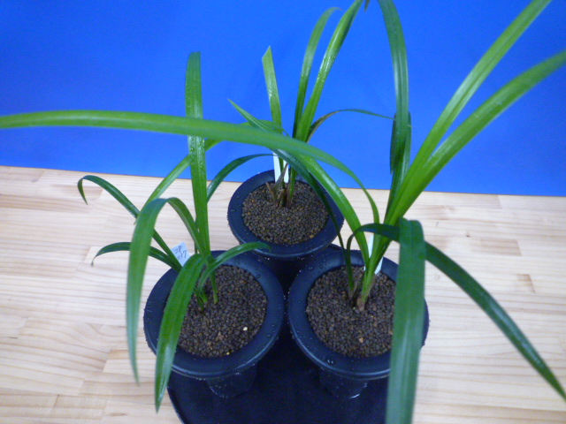 交配種 未開花お楽しみ3鉢セット