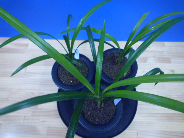 交配種 未開花お楽しみ3鉢セット