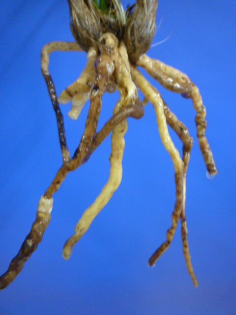 払越 濃紅大輪白舌大 高知県払越産