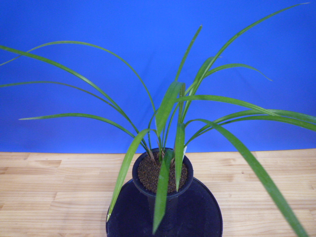 払越 濃紅大輪白舌大 高知県払越産