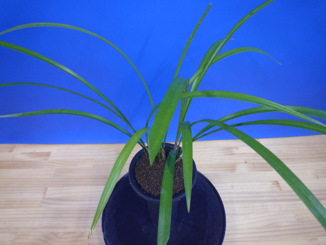 払越 濃紅大輪白舌大 高知県払越産