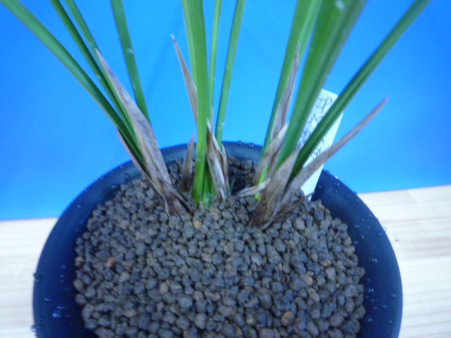 払越 濃紅大輪白舌大 高知県払越産