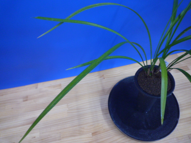 払越 濃紅大輪白舌大 高知県払越産