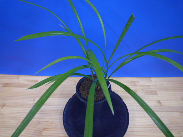 払越 濃紅大輪白舌大 高知県払越産