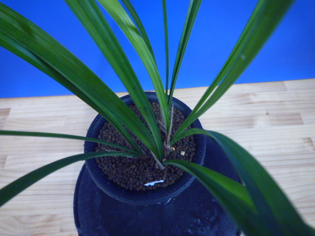 払越 濃紅大輪白舌大 高知県払越産