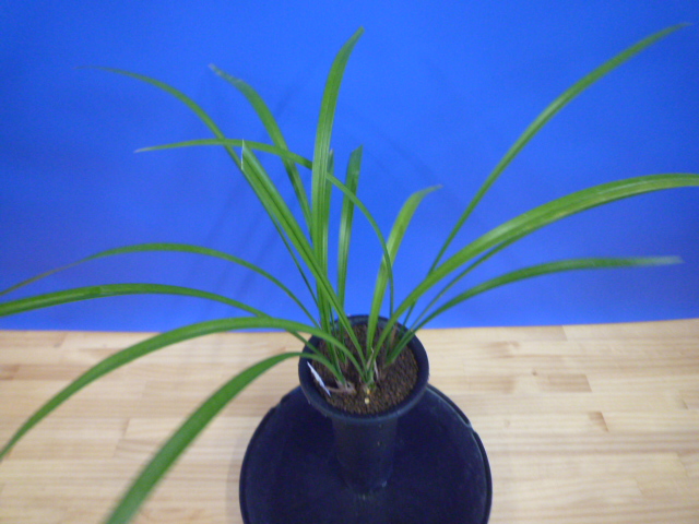 払越 濃紅大輪白舌大 高知県払越産