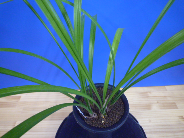 払越 濃紅大輪白舌大 高知県払越産