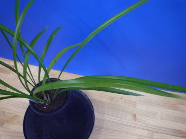 払越 濃紅大輪白舌大 高知県払越産