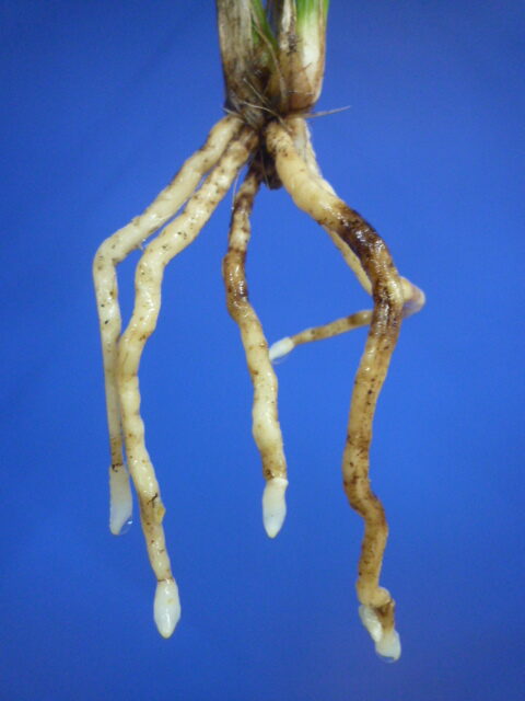 南雪(なんせつ)白花一文字素心 鹿児島県産