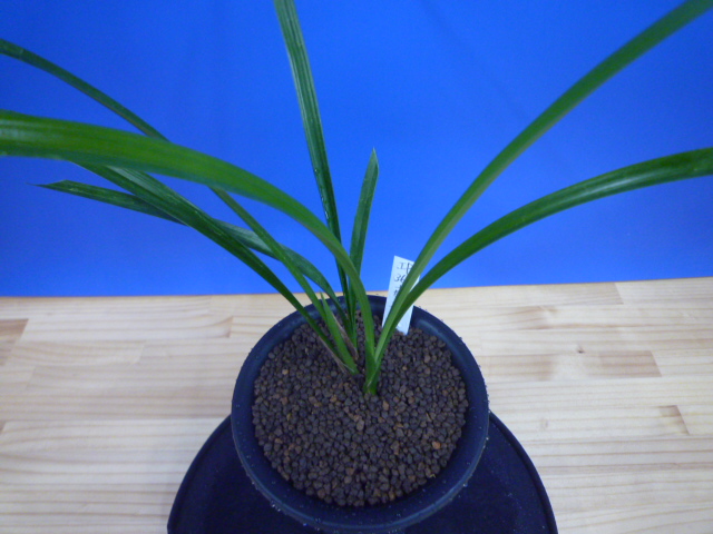 南雪(なんせつ)白花一文字素心 鹿児島県産