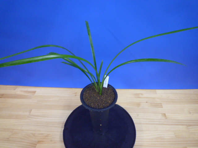 南雪(なんせつ)白花一文字素心 鹿児島県産