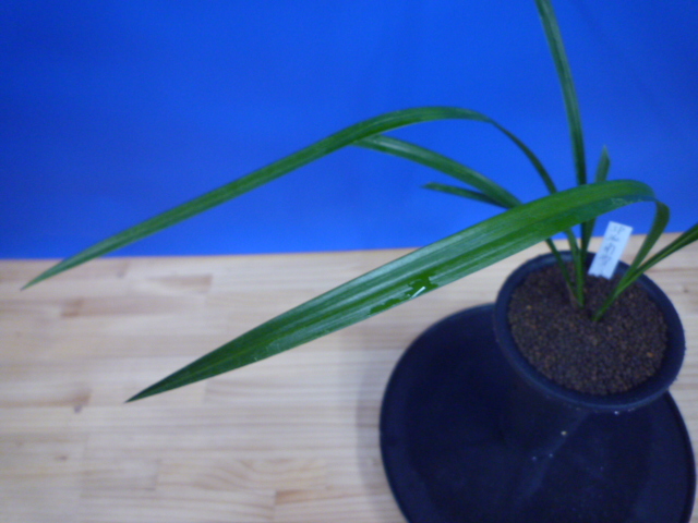 南雪(なんせつ)白花一文字素心 鹿児島県産