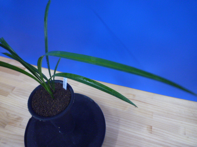 南雪(なんせつ)白花一文字素心 鹿児島県産