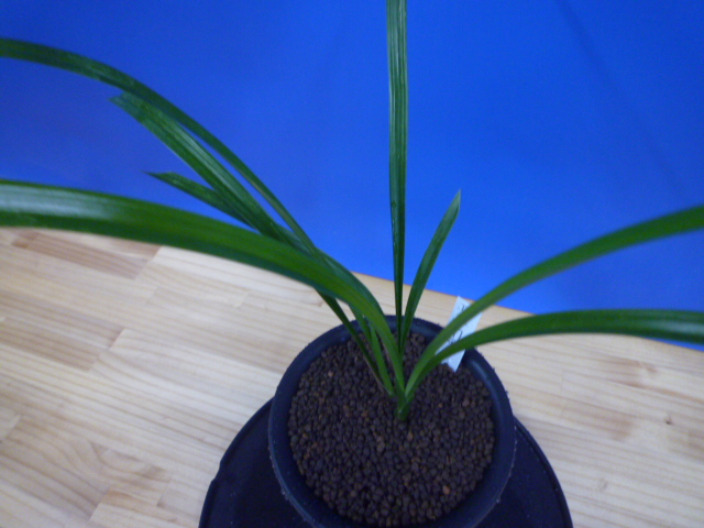 南雪(なんせつ)白花一文字素心 鹿児島県産