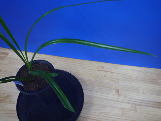 南雪(なんせつ)白花一文字素心 鹿児島県産