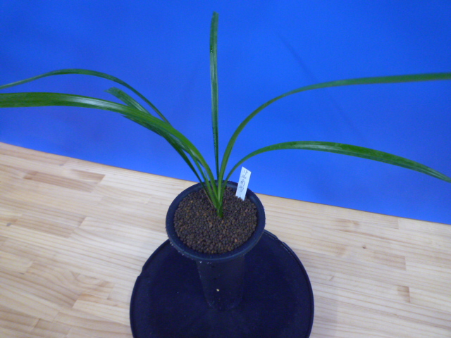 南雪(なんせつ)白花一文字素心 鹿児島県産