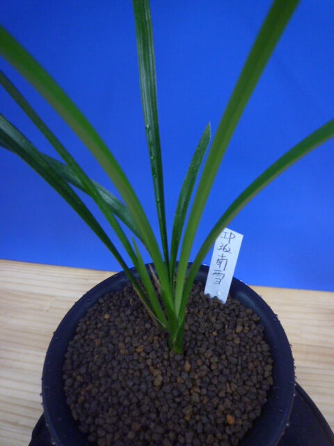 南雪(なんせつ)白花一文字素心 鹿児島県産