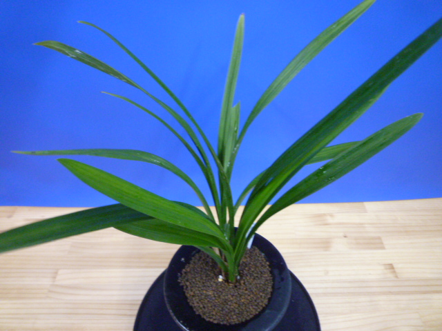 交配種　チャボ　花期待