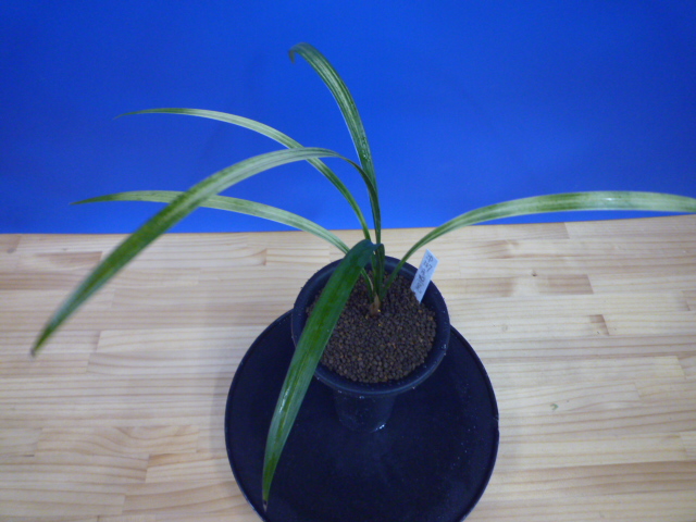 月照晃(げっしょうこう)　曙蛇皮柄　宮崎県産