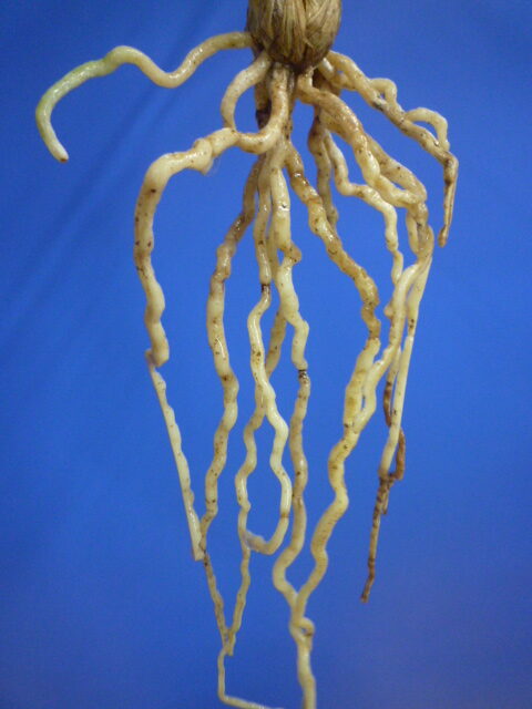 姫達磨(ひめだるま)斑縞 高知県産